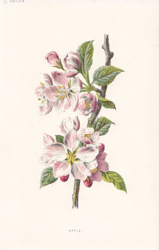 FLOWERS. Apple c1895 old antique vintage print picture